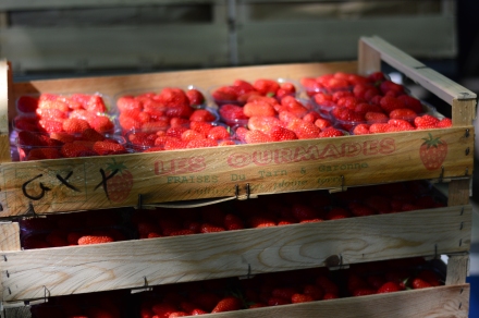 Cagettes de fraises sur le marché